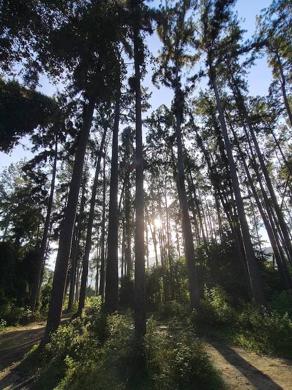 Pines Forest - Image 1