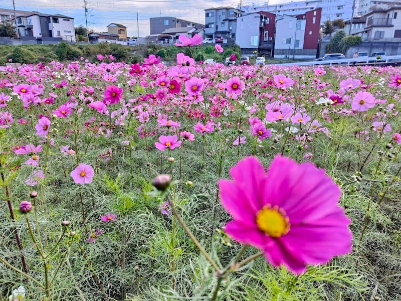 狭山市入間川コスモス畑 - Image 1