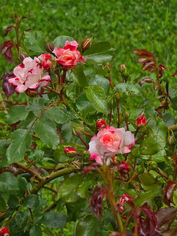 Rose "Bad Staffelstein" - Image 1