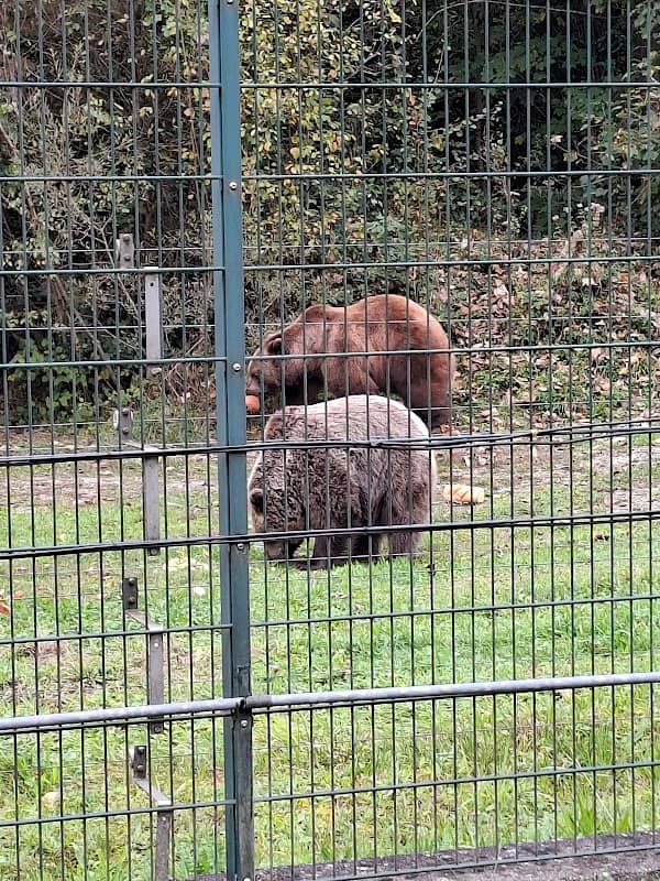 Bärenpark Hart - Image 1