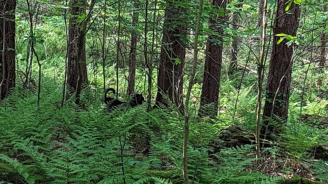 Sykes Park - Image 1