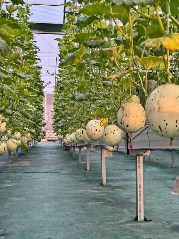Kebun melon hanafi - Image 1