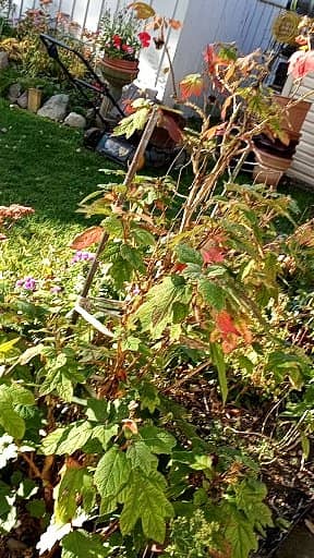 Kim's Plants - Image 1