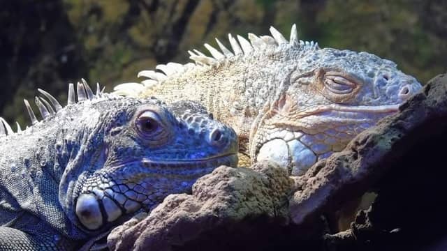 Iguana reptile Zoo - Image 2