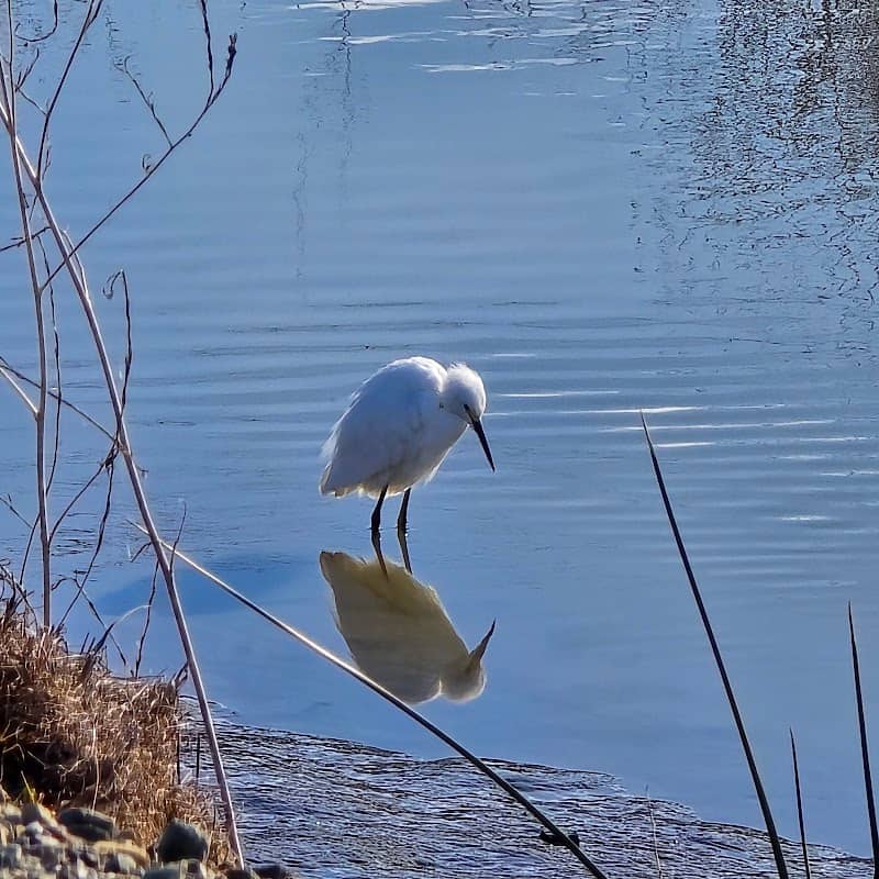 Coyote Creek Lagoon Trail - South - Image 3