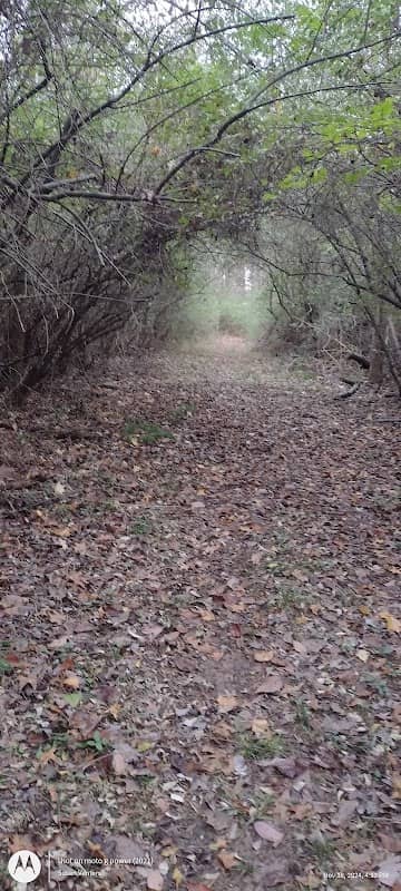 Sam & Florence Atkinson Forest & State Habitat Area - Image 2