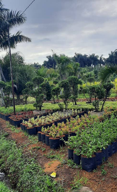 Ernida's Garden (Batangas) - Image 1