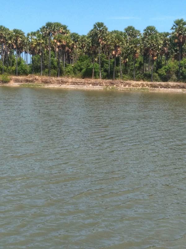 Kilanai Pond கிளானை குளம் - Image 1