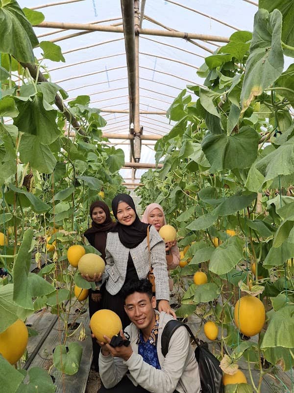 BianTani Greenhouse (Agrowisata Petik Melon Premium) - Image 1