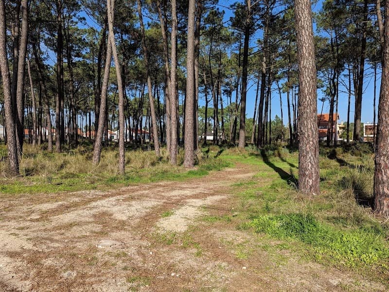 Mata da Aroeira Velha - Image 2