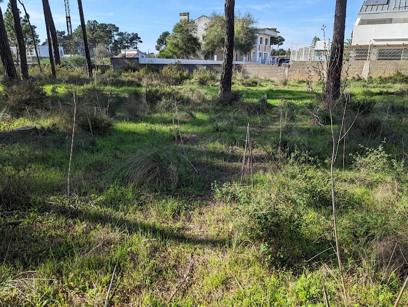 Mata da Aroeira Velha - Image 1