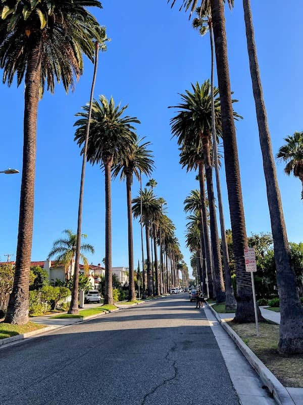 LA Palm Trees - Image 1