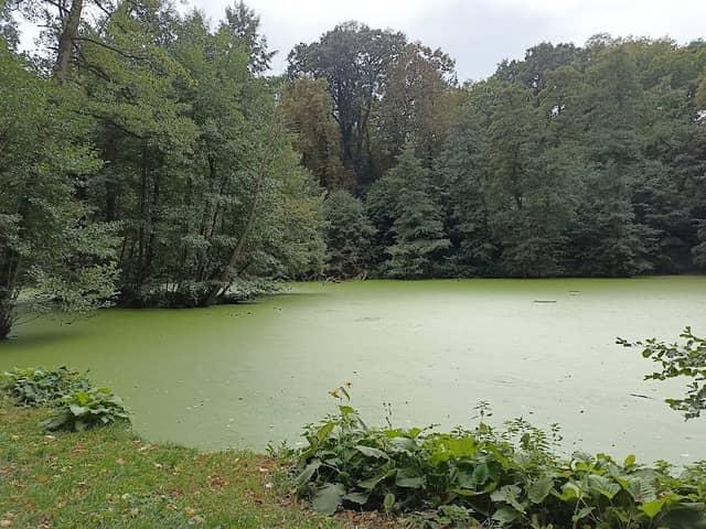 Rybnik u Kamenného Stolu - Image 2