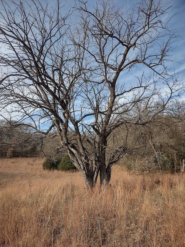 Sand Prairie-Scrub Oak Nature Preserve - Image 2