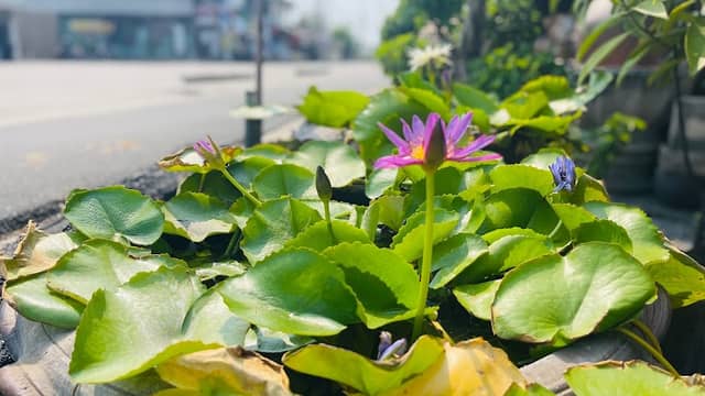โพธิ์ทองพันธุ์ไม้ PoThong Garden - Image 1