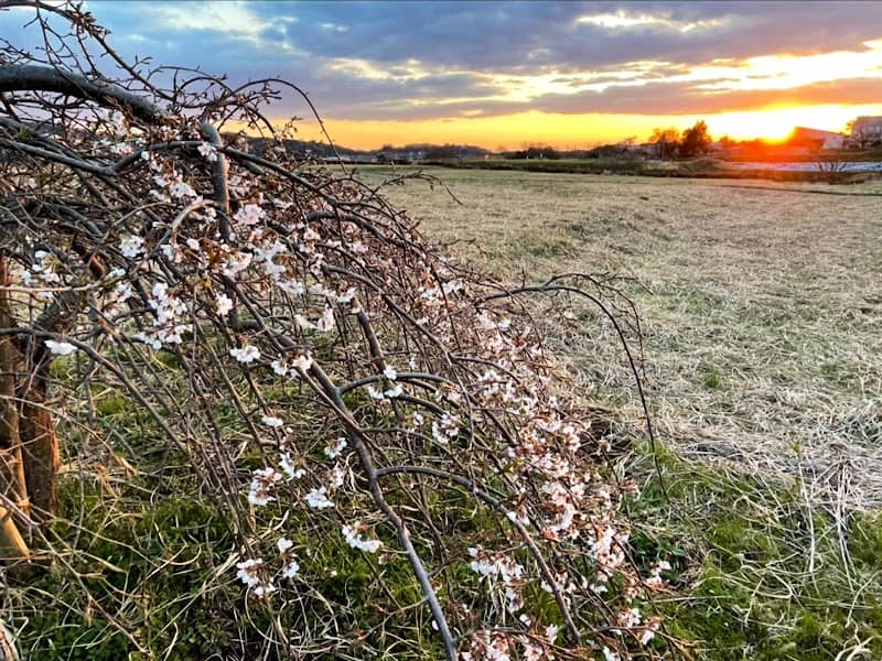 角館桜 - Image 1