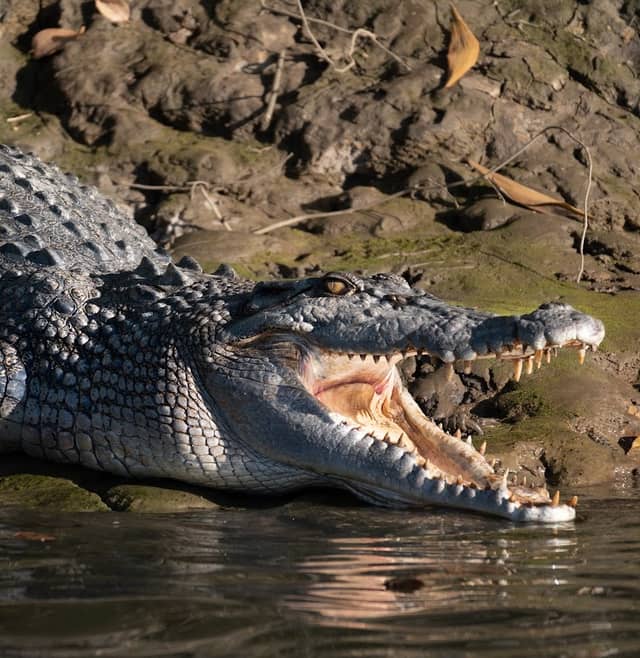 Solar Whisper Wildlife and Crocodile Cruises on the Daintree river - Image 3