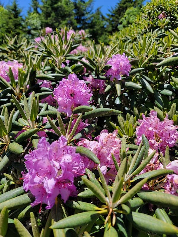 Rhododendron Gardens - Image 2