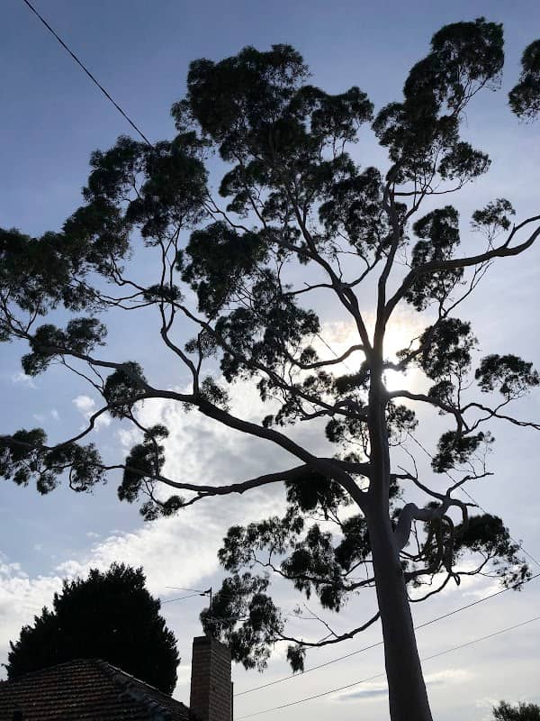 Moonee Valley's Favourite Tree - Image 2