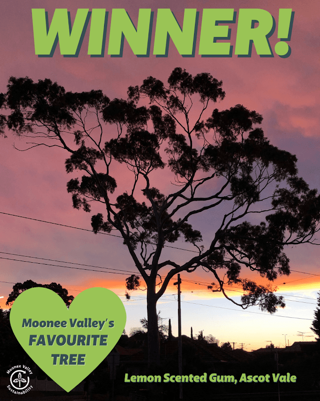 Moonee Valley's Favourite Tree - Image 3