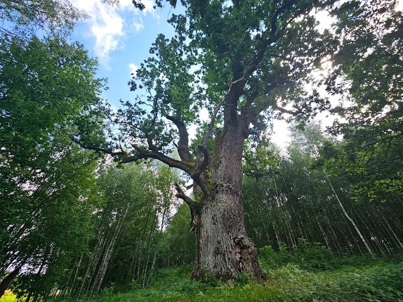Netiesų I ąžuolas - Image 1