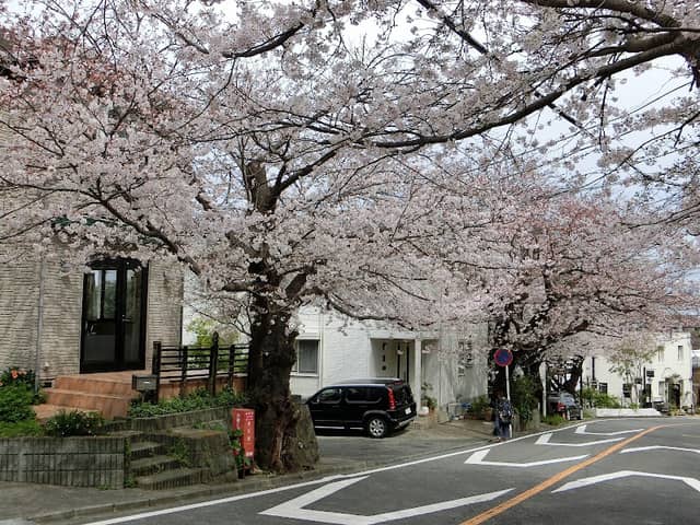 Kamakurayama Sakuramichi - Image 3