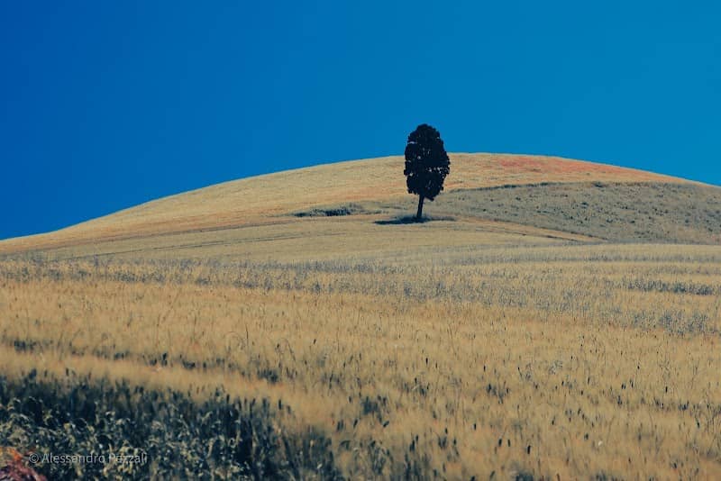 Il Cipresso Solitario - Image 1