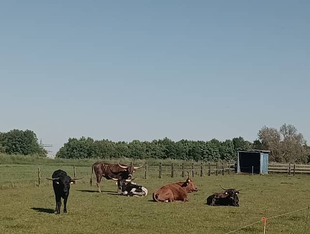 Venose Longhorns Ranch - Image 1