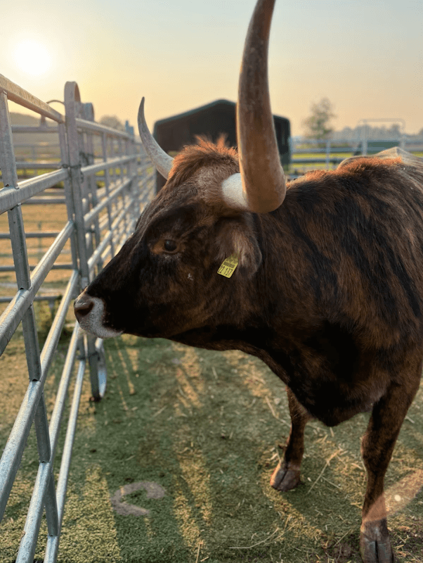 Venose Longhorns Ranch - Image 2