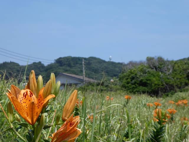 太東海浜植物群落 - Image 1