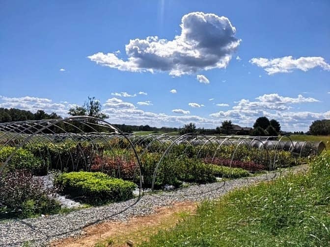 Tristar Plants - Image 2