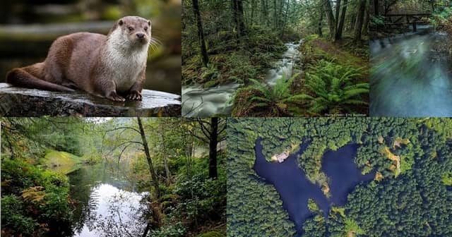 W̱MÍYEŦEN Nature Sanctuary - Image 1