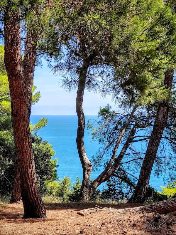La Pinetina - Image 1