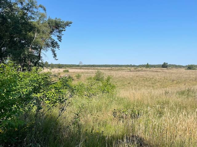 Holtingerveld - Image 1