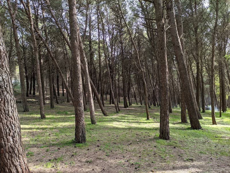 Ingresso demanio Montagna Longa (Bosco di S. Venera) - Image 1