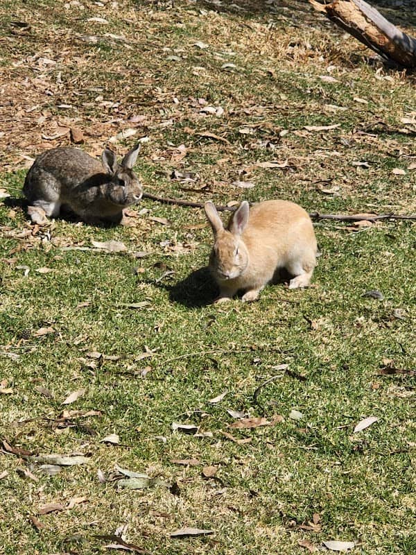 Bunny Park - Image 1