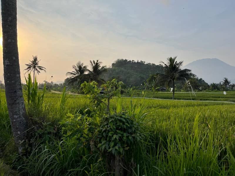 Rice Terrace Field - Image 1