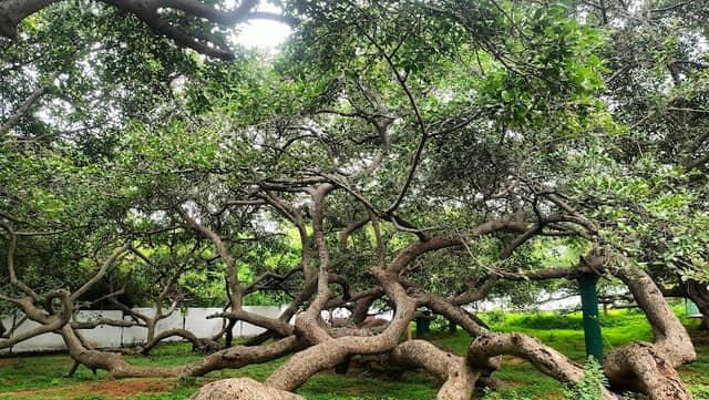 Pillalamarri Banyan Tree - Image 1