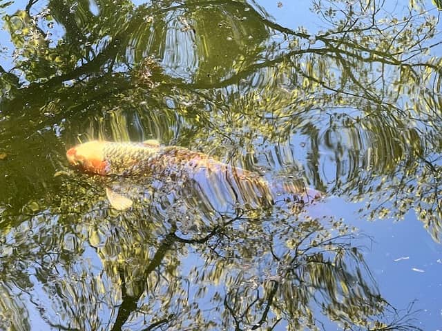 Koi Pond and Stream Garden - Image 1