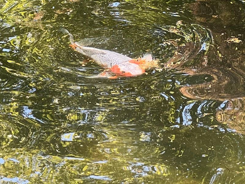 Koi Pond and Stream Garden - Image 2