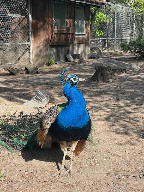 Walldorf e.V. Zoo - Image 1