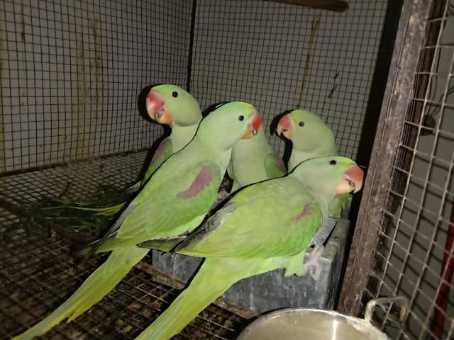 Zohaib Aviary - Image 1