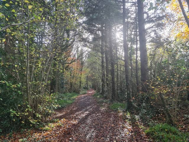 Littlewood Forest - Image 1