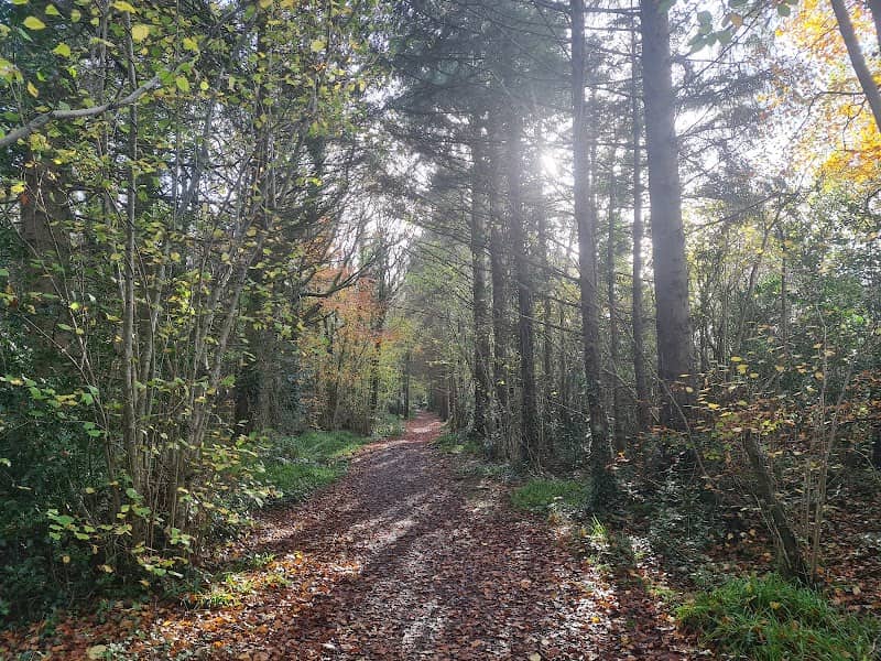 Littlewood Forest - Image 1
