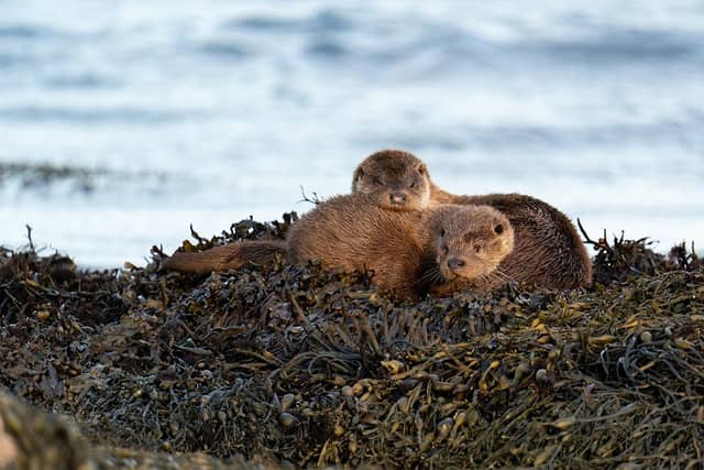 Islay Encounters - Image 1
