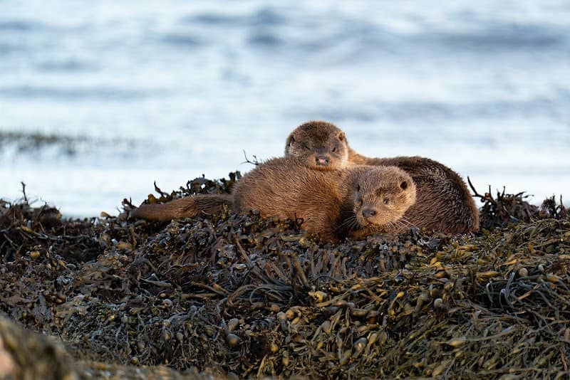 Islay Encounters - Image 1