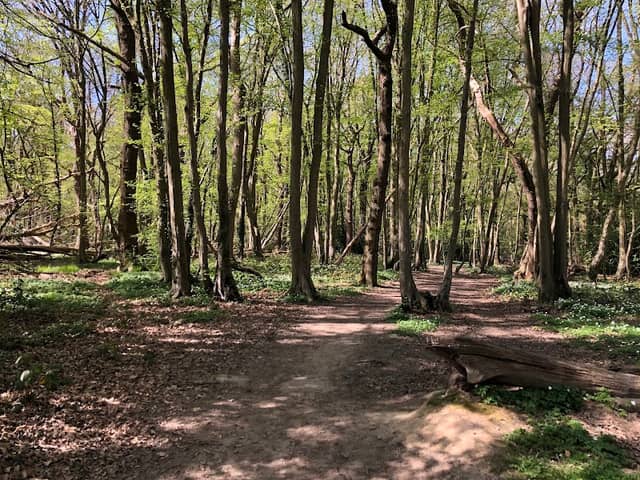 Hockley Woods - Image 3