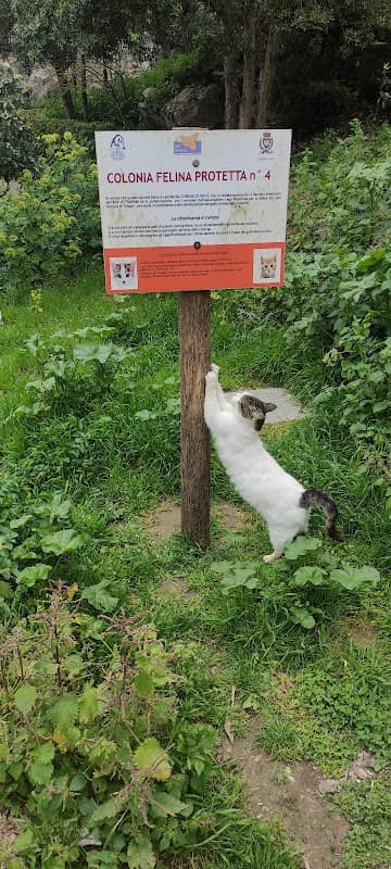 santuario dei gatti - giardino dei gatti e associazione di volontari - Image 1