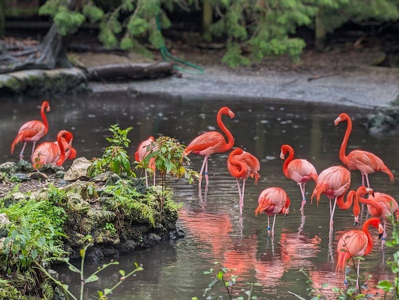 Ellie Schiller Homosassa Springs Wildlife State Park - Image 2