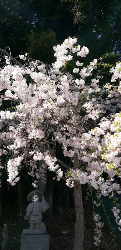 枝垂れ桜と一休さん - Image 1